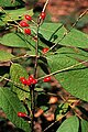 Lindera melissifolia