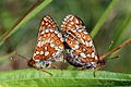 Mating marsh fritillaries