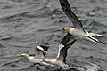 English: Northern gannet in flight at Rouzic Island, in the national nature reserve "Les Sept-Îles" (Côtes d'Armor, Brittany, France). Français : fous de Bassan en vol au niveau de l'Île Rouzic , dans la réserve naturelle des Sept-Îles (Côtes-d'Armor, Bretagne, France).