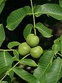 Unripe fruit and leaves