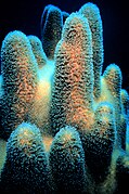 Dendrogyra cylindrus o coral duro pilar