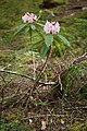 Rhododendron macrophyllum