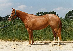 Fuchs mit Stichelhaaren (red roan)