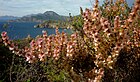 Salsola oppositifolia