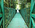 Passerella sospesa attraverso la foresta pluviale all'interno del Selvatura Park a Monteverde, Puntarenas, Costa Rica.