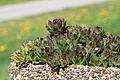 (2 B) Sempervivum neu