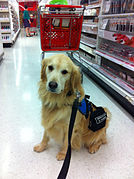 Service dog out shopping.jpg