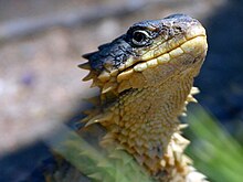 Smaug giganteus head.jpg