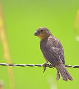 Sporophila caerulescens-2.jpg