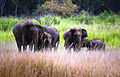 الفيل السريلانكي