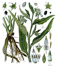 Symphytum officinale L.