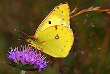 Gul høsommerfugl - Colias hyale