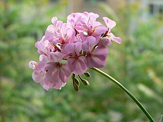 Fleur de géranium rosat (Pelargonium graveolens). (définition réelle 640 × 480*)