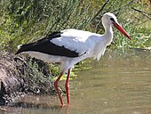 Large white bird.