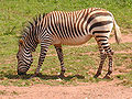 Hartmanns bergzebra