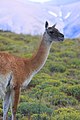 Un Guanaco dans le parc national Torres del Paine au Chili.