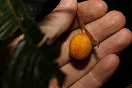 Close-up of fruit