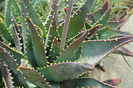 Aloe perfoliata-IMG 5558.jpg