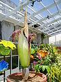 "Audrey III" at Fairchild Gardens, Miami, 20 May 2006