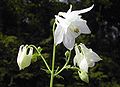 Aquilegia vulgaris var. alba