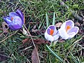 Crocus vernus (F)