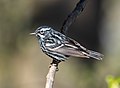 Image 52Black-and-white warbler in Prospect Park