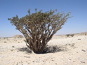 Rökelseträd i Wadi Dakwa