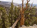 Longlebige Farch (Pinus longaeva). Es gibt Baam, de san 4900 Joar oid (Inyo National Forest, Kalifornien).