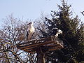 Nest in winter, Tierpark Fauna Solingen