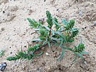 Corispermum pallasii