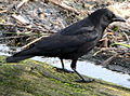 Cornacchia americana (Corvus brachyrhynchos)