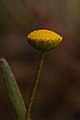 Cotula coronopifolia