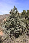 Cupressus glabra Sedona5.jpg