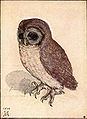 Little Owl label QS:Len,"Little Owl" label QS:Lpl,"Mała sowa" label QS:Lde,"Kleine Eule" 1508, Vienna, Albertina