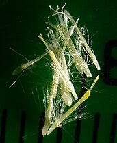 Individual flowers in the head