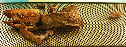 Espécimen momificado de gallotia goliath