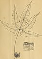 Ilustração mostrando Bommeria elegans, publicada em Garden and forest; a journal of horticulture, landscape art and forestry, 1891.