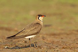 Glareola maldivarum - Beung Borapet