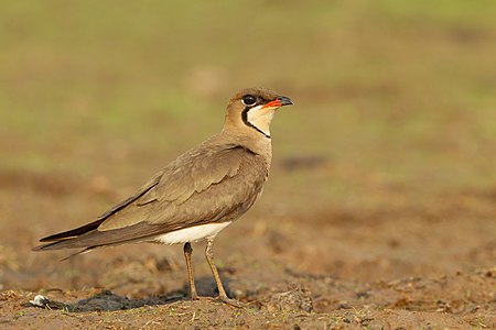 Oriental pratincole, by JJ Harrison