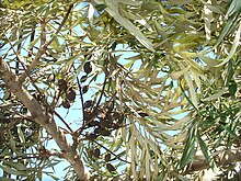 Grevillea robusta leaves and dry seed pods.jpg