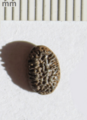 Iodes sp. seed, Icacinaceae