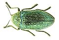 Julodis ehrenbergii