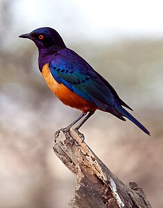 Hildebrandt's starling, by Noel Feans