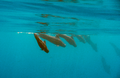 Short-finned pilot whales