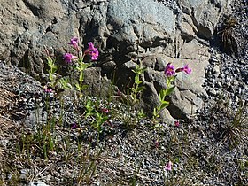 Mimulus lewisii