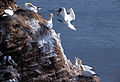 Morus bassanus, Northern Gannet