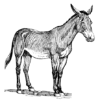 A mule