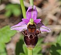 Ophrys oestrifera