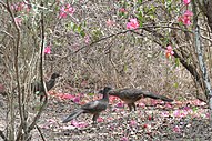 Plain chachalaca (Ortalis vetula), Municipality of Montemorelos, Nuevo León (9 April 2009).