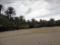 Palmeral de Vai